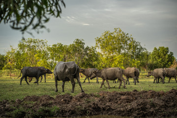 People raising Thai spit in the middle of the rice field.