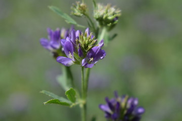 Obraz premium Medicago sativa, alfalfa, lucerne in bloom - close up. Alfalfa is the most cultivated forage legume in the world and has been used as an herbal medicine since ancient times.