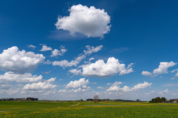 Löwenzahnwiese im Frühling