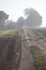 Trees in the row - autumn, misty morning