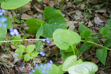 Striped mouse in a garden underneath some leaves
