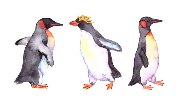 Penguins watercolor isolated on white   background for wallpaper and baby textile