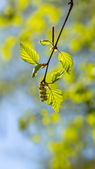Spring bright background with birch leaves against the sky. Web banner, screen, mobile app colorful design