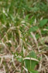 Neottia ovata