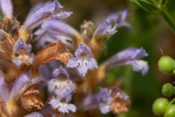 Orobanche ramosa