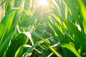 Fototapeta na wymiar Morning light through a field of green corn plants.