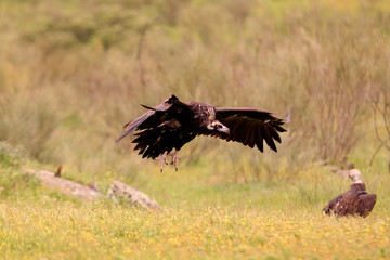 Black vulture flying, Aegypius monachus
