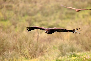 Black vulture flying, Aegypius monachus