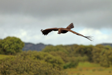 Black vulture flying, Aegypius monachus