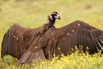 Black vulture with the first light of the morning, scavenger, Aegypius monachus