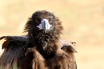 Black vulture with the first light of day