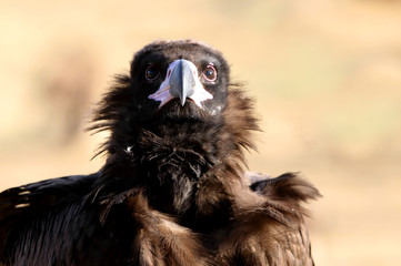 Black vulture with the first light of day