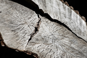 A section of a tree. Wooden structure for background images