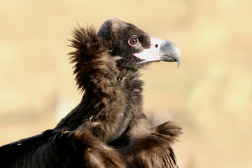 Black vulture with the first light of day