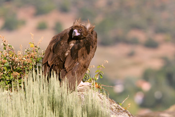 Black vulture with the first light of the morning, scavenger, Aegypius monachus