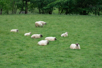 sheeps lying on the grass