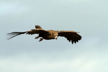 Black vulture with the first light of day