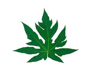 papaya leaf isolated on a white