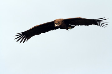 Black vulture with the first light of day