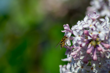 Cute bee on a flower