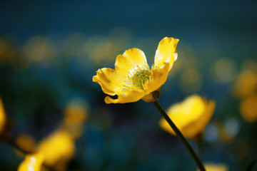 small beautiful yellow flower in nature