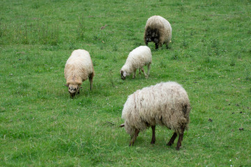 Fototapeta premium sheeps grazing on the mountains