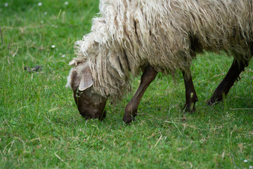 Naklejka premium sheep eating grass in the countryside