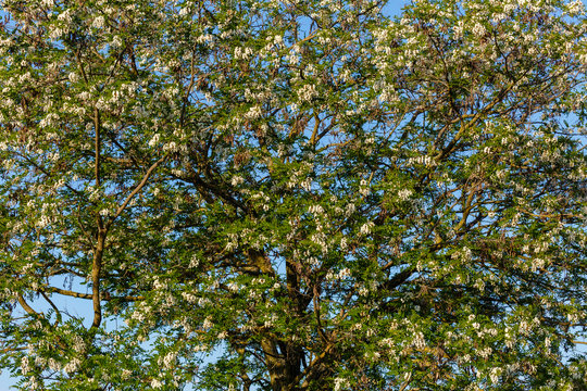 Árbol falsa acacia con flores blancas. Robinia pseudoacacia.