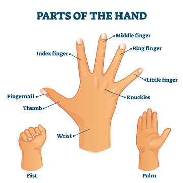 Parts of the hand vocabulary vector illustration