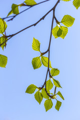 Spring bright background with birch leaves against the sky. Web banner, screen, mobile app colorful design.