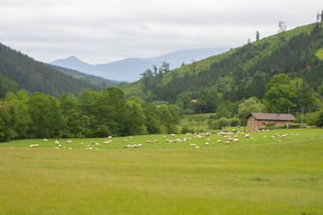 Fototapeta na wymiar sheeps grazing on the mountains