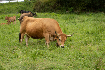cow eating grass in the countryside