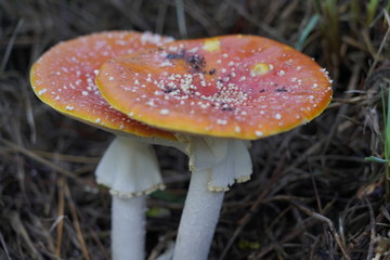 Mushroom in the wild along the hiking trail in Auckland, New Zealand