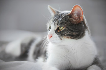 A beautiful striped domestic gray cat with a cute pink nose is lying on a soft bed at home.