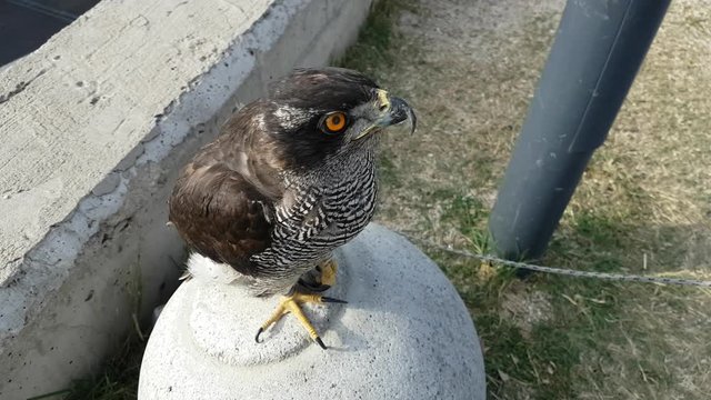 Northern goshawk closeup