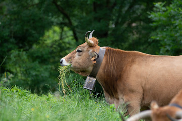 cow eating grass in the countryside