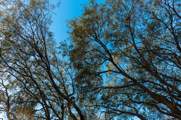 Dense tree branches and leaves with blue sky.