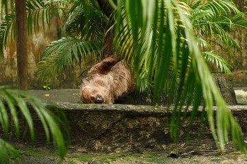 Animals and wildlife. An animal cute sloth hangs upside down from a palm tree trunk. Lush green tropical vegetation.