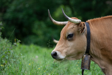 cow eating grass in the countryside