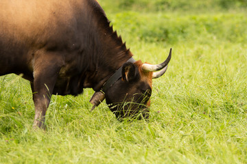 cow eating grass in the countryside