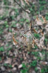 Green butterfly sitting on the tree
