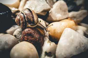 single snail on an old wooden board