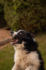Border Collie dog catching cone