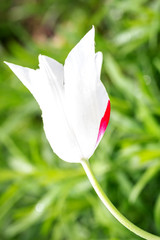 Closeup of a White Tulip Flower blooming in the beginning of the spring season.