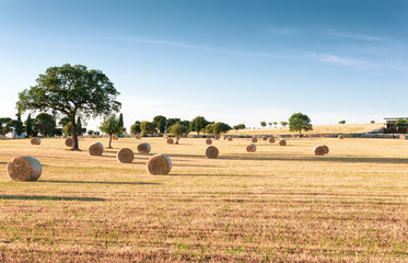 Panoramic view of a wheat field with hay bales in Puglia - Typical spring landscape in southern Italy (Apulia). © Hunterframe