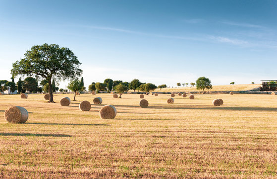 Panoramic view of a wheat field with hay bales in Puglia - Typical spring landscape in southern Italy (Apulia).