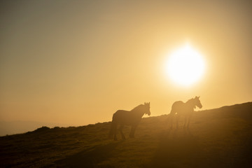 horses grazing on the mountains at sunset