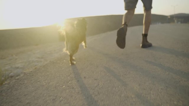 Pet dog running free and happy in the sunny afternoon or sunrise along side its owner - desert background with light flare on asphalt road in suburban area
