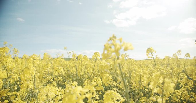Focused Shot of Canola Flowers in the Middle of the Field on a Sunny Day