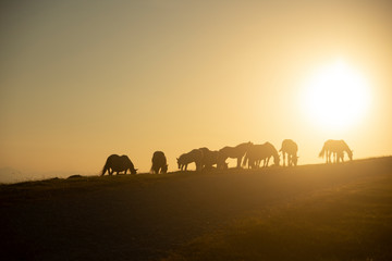 Fototapeta na wymiar A group of horses walking in the mountains at sunset